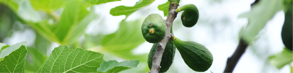 Vijgen Tree Vijgenboom Kopen - Geniet van Heerlijke Vijgen in je Eigen Tuin