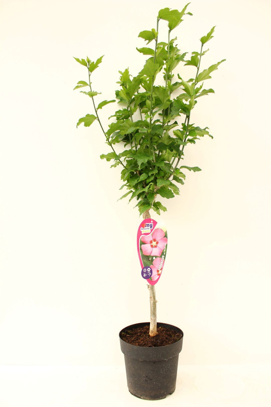 https://cdn.warentuin.nl/media/catalog/product/1/7/1725142415398591_my_favourite_plants_plant_hibiscus_syriacus_stam_30_woodbridge_f2c6.jpg