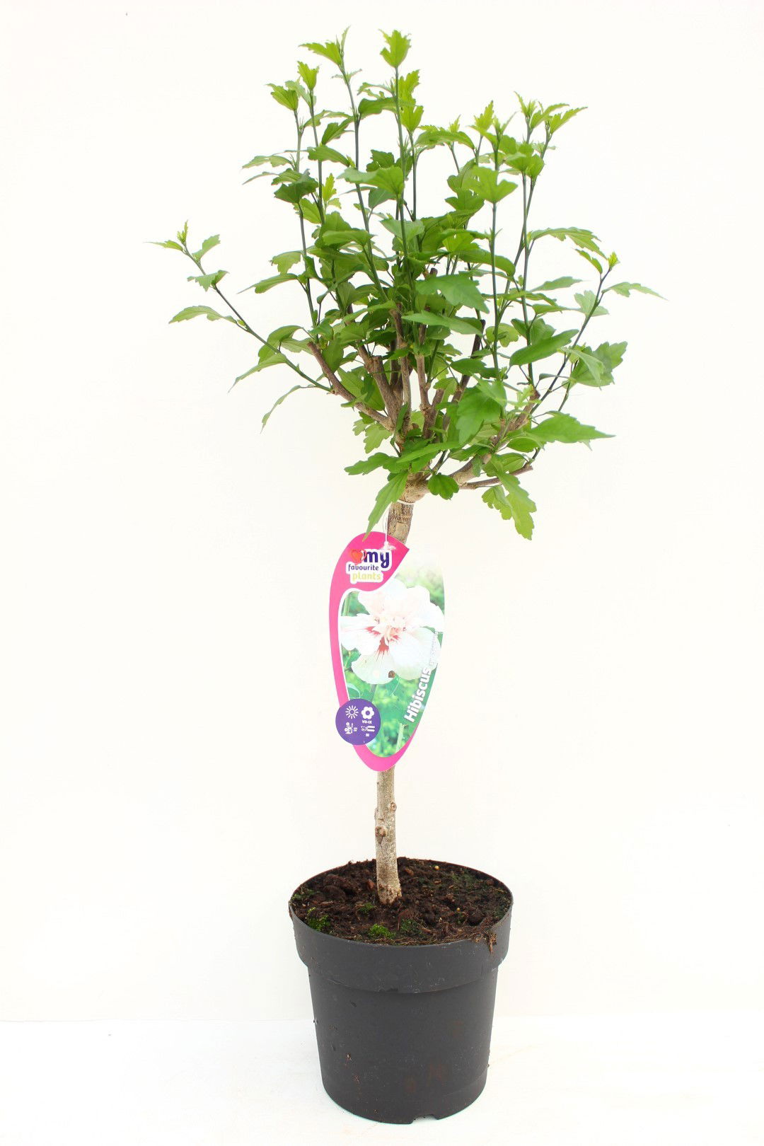 https://cdn.warentuin.nl/media/catalog/product/1/7/1725142415398592_my_favourite_plants_plant_hibiscus_syriacus_stam_30_speciosus__7cc8.jpg