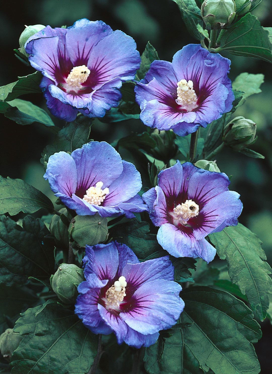https://cdn.warentuin.nl/media/catalog/product/1/7/1725142415398593_3_my_favourite_plants_plant_hibiscus_syriacus_stam_30_oiseau_b_4bd4.jpg