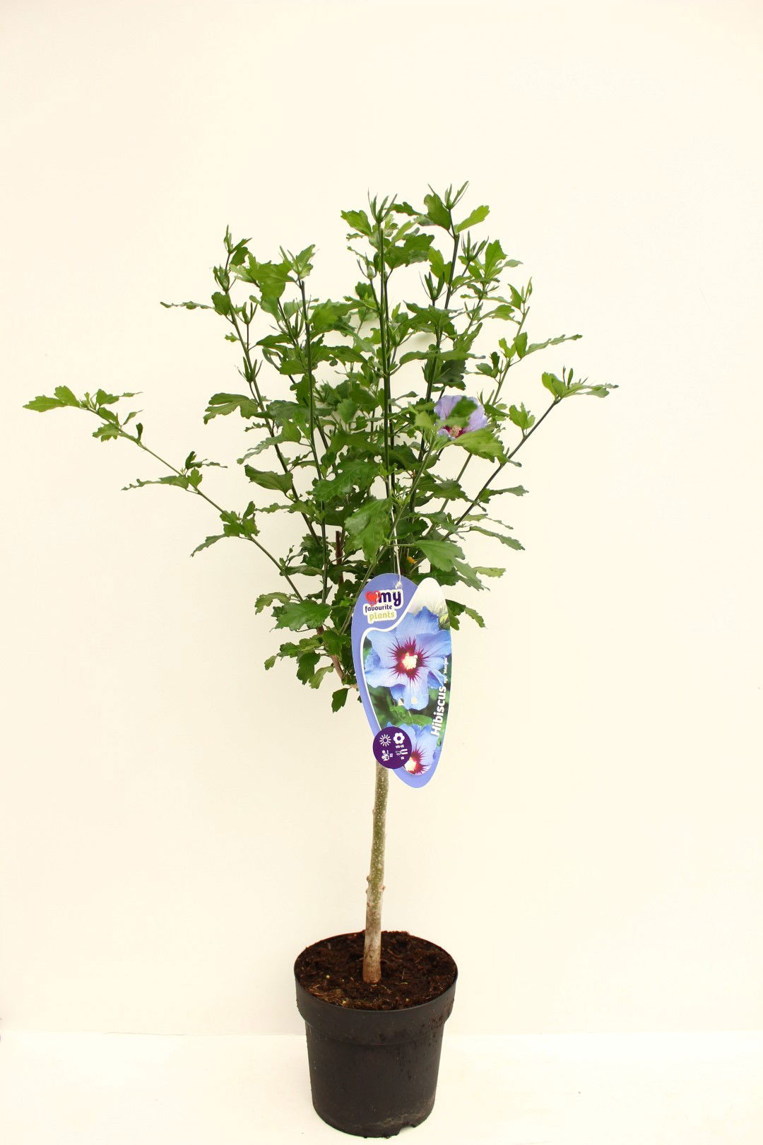 https://cdn.warentuin.nl/media/catalog/product/1/7/1725142415398593_my_favourite_plants_plant_hibiscus_syriacus_stam_30_oiseau_ble_8b6e.jpg