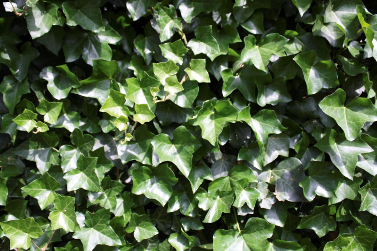 https://cdn.warentuin.nl/media/catalog/product/1/7/1726144561335217_2_quickhedge_kant_en_klaar_haag_hedera_hibernica_180_cm_quickh_a6ab.jpg