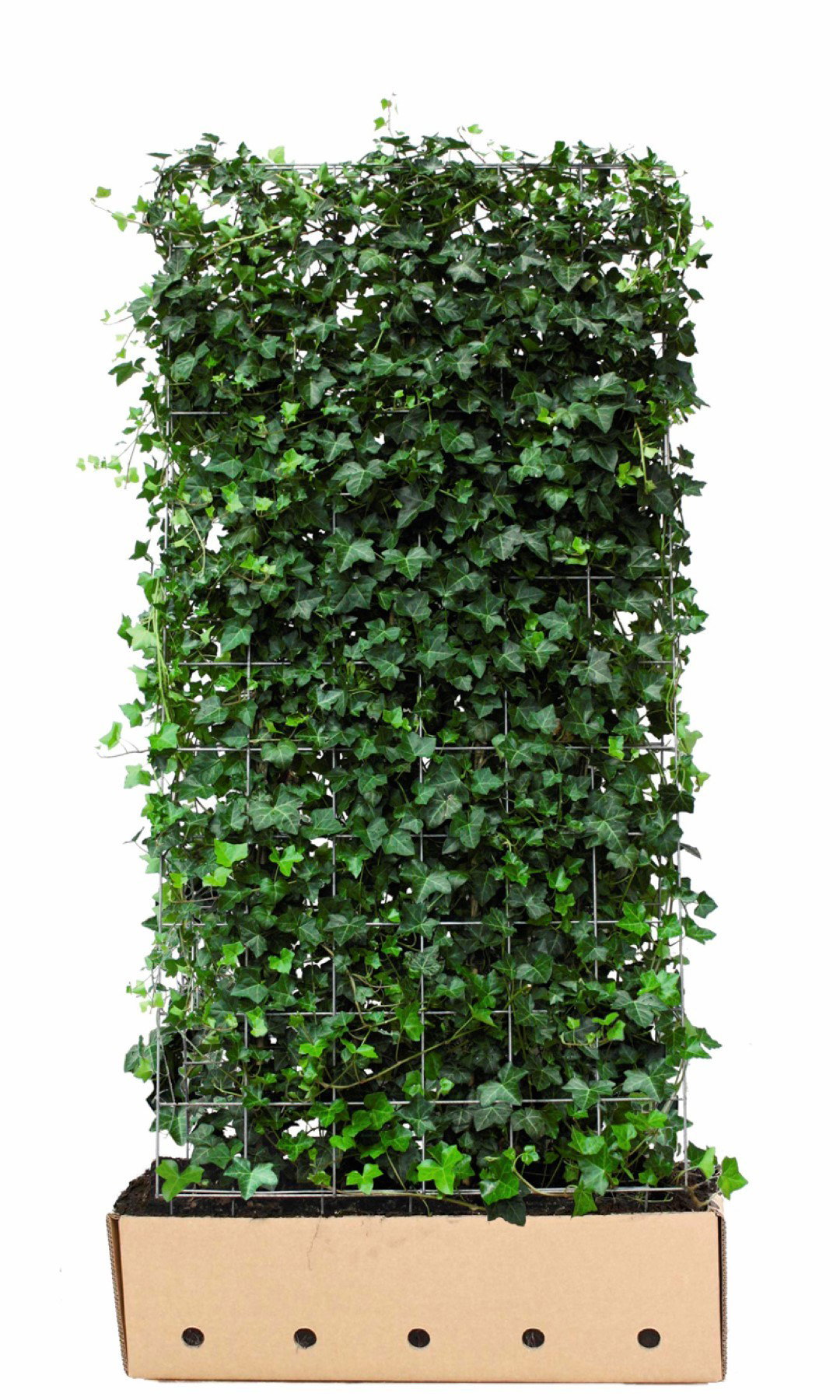 https://cdn.warentuin.nl/media/catalog/product/1/7/1726144561335217_quickhedge_kant_en_klaar_haag_hedera_hibernica_180_cm_quickhed_12ab.jpg