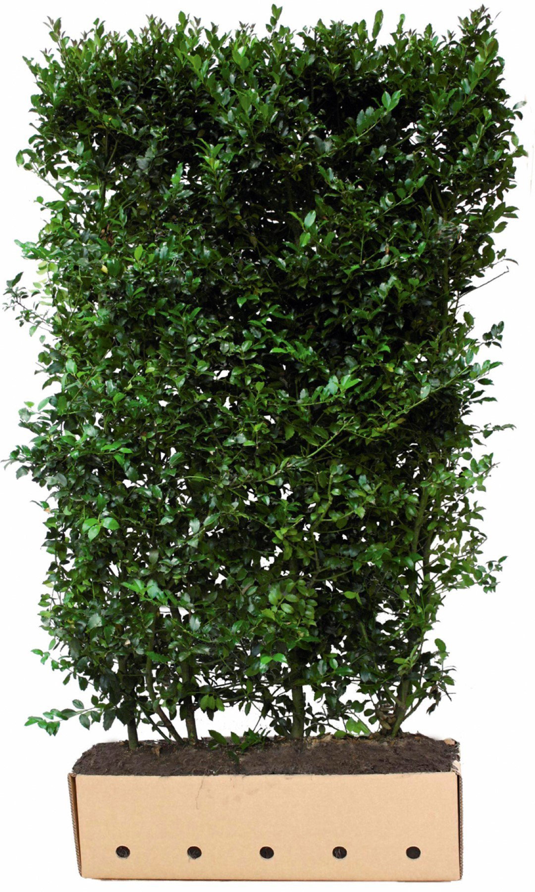 https://cdn.warentuin.nl/media/catalog/product/1/7/1726144561335218_quickhedge_kant_en_klaar_haag_ilex_meserveae_blue_maid_200_cm__494a.jpg