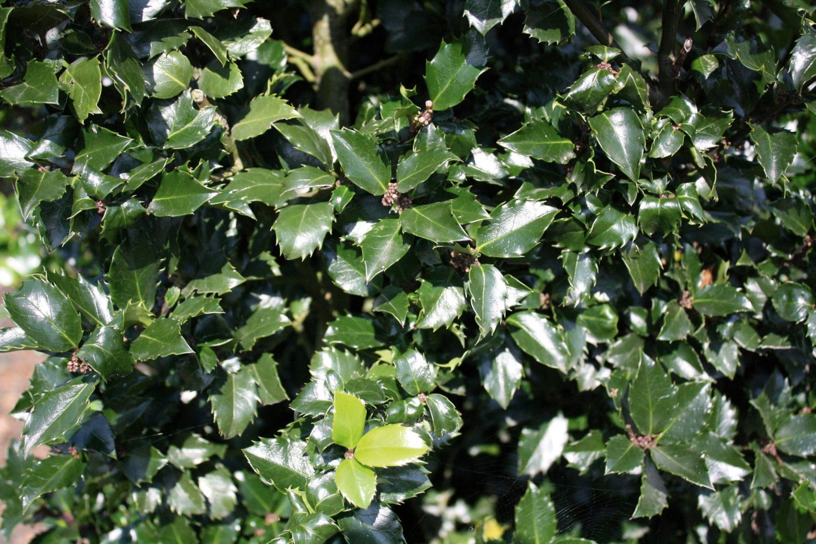 https://cdn.warentuin.nl/media/catalog/product/1/7/1726144561335219_2_quickhedge_kant_en_klaar_haag_ilex_meserveae_blue_prince_200_f7d7.jpg
