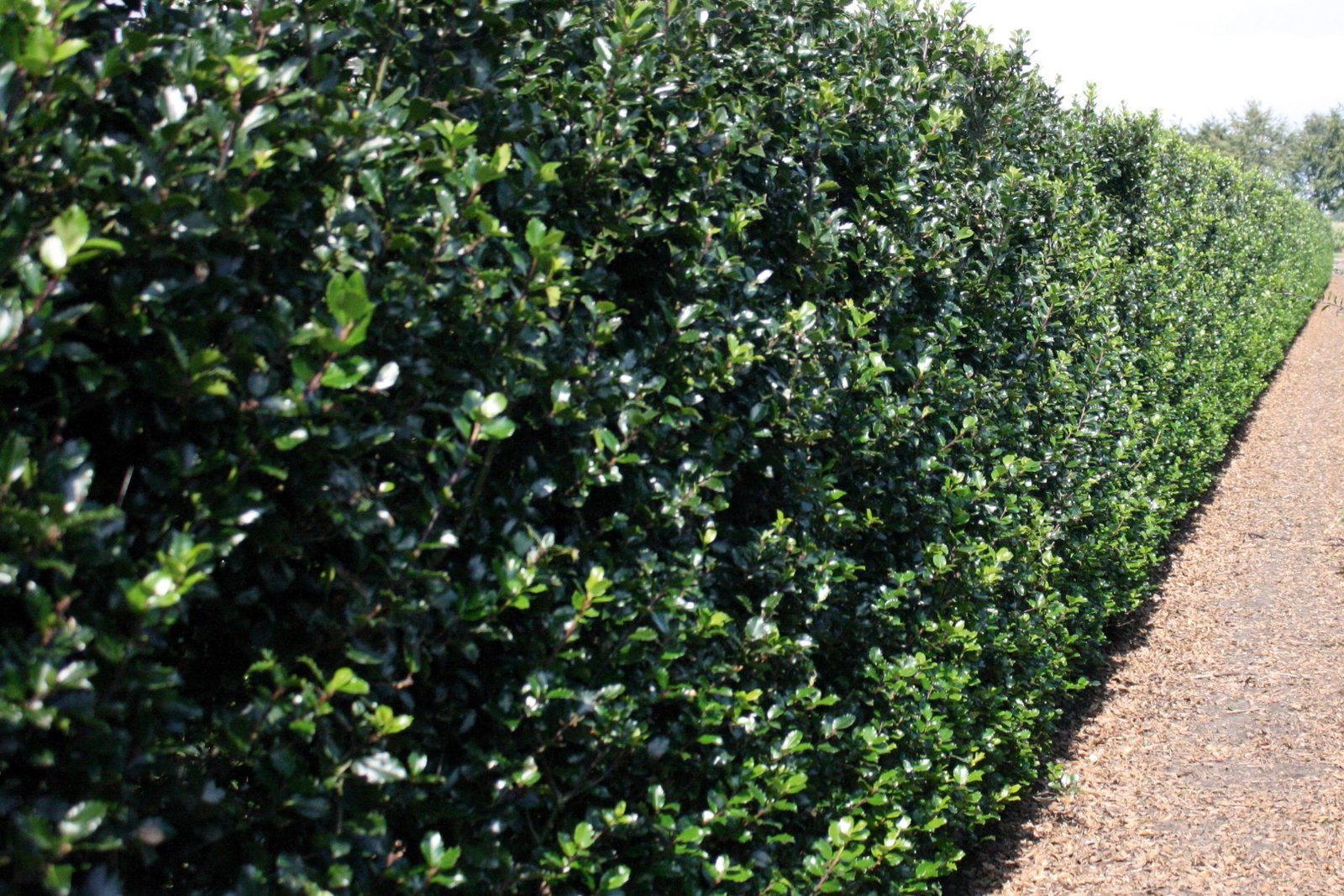 https://cdn.warentuin.nl/media/catalog/product/1/7/1726144561335219_3_quickhedge_kant_en_klaar_haag_ilex_meserveae_blue_prince_200_42b1.jpg