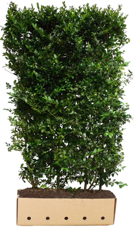 Ilex meserveae Blue Prince 200 cm Quickhedge