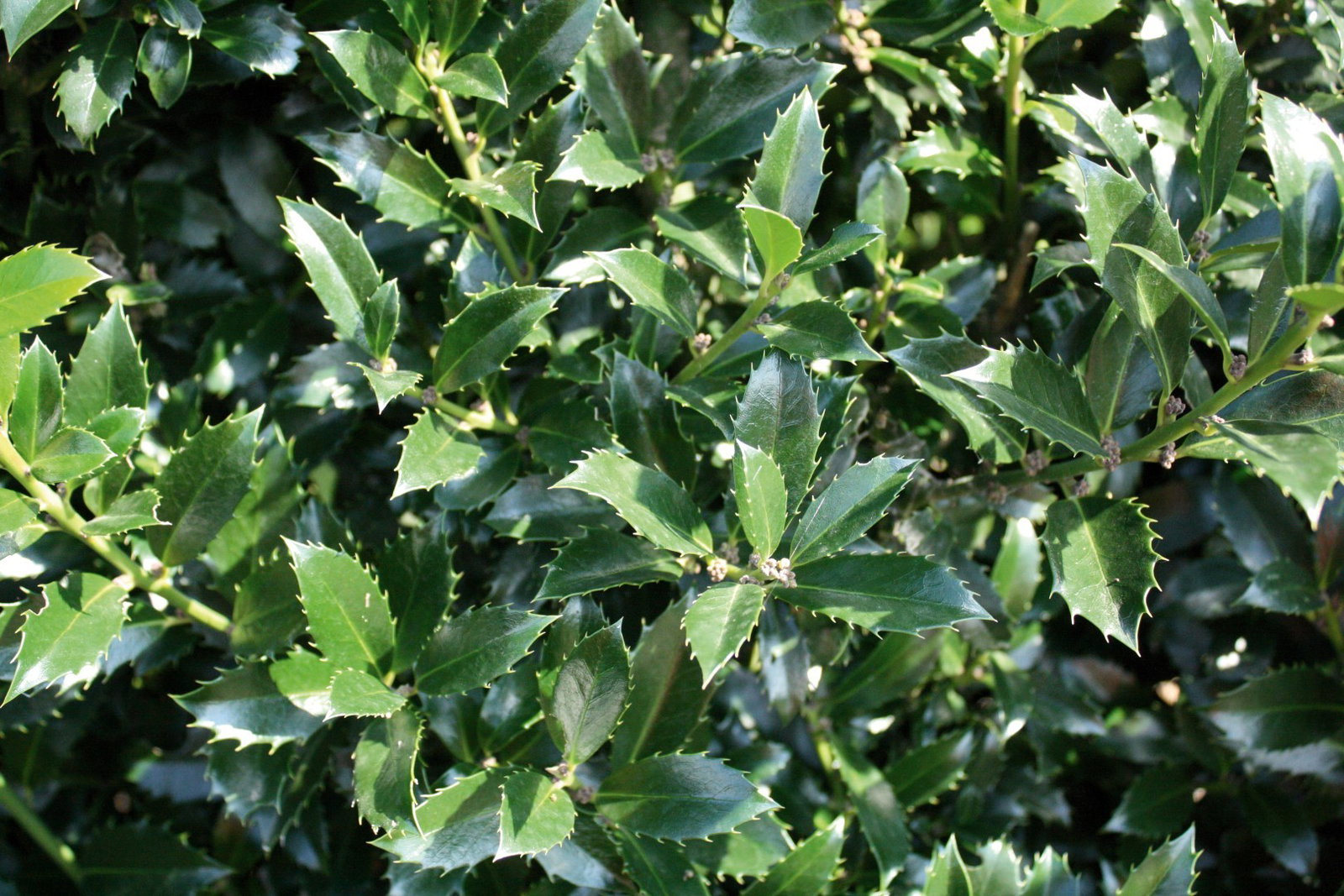 https://cdn.warentuin.nl/media/catalog/product/1/7/1726144561335220_2_quickhedge_kant_en_klaar_haag_ilex_meserveae_heckenpracht_20_b8be.jpg