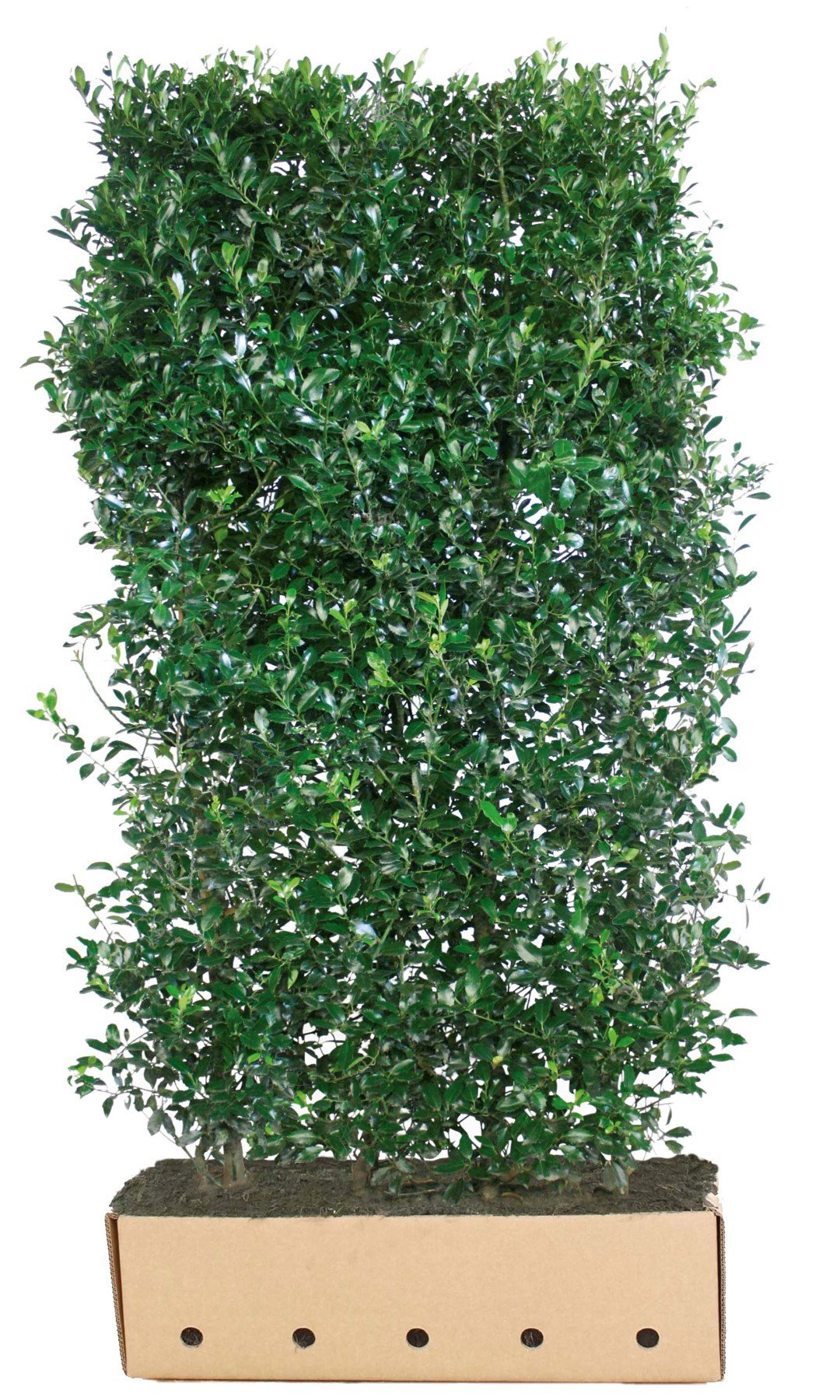 https://cdn.warentuin.nl/media/catalog/product/1/7/1726144561335220_quickhedge_kant_en_klaar_haag_ilex_meserveae_heckenpracht_200__901b.jpg