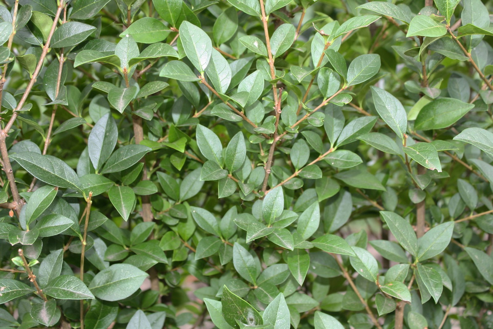 https://cdn.warentuin.nl/media/catalog/product/1/7/1726144561335221_2_quickhedge_kant_en_klaar_haag_ligustrum_ovalifolium_200_cm_q_adb9.jpg