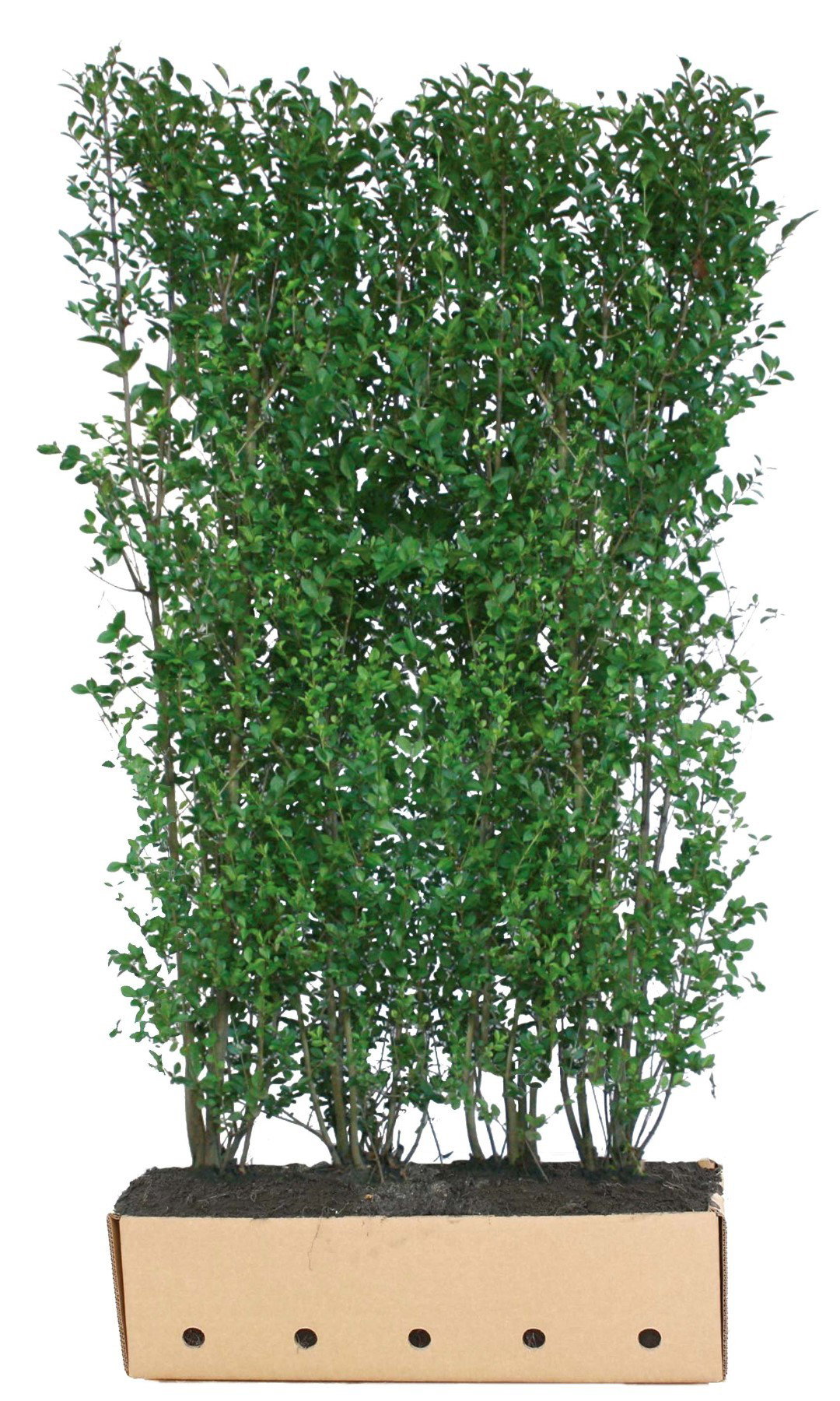 https://cdn.warentuin.nl/media/catalog/product/1/7/1726144561335221_quickhedge_kant_en_klaar_haag_ligustrum_ovalifolium_200_cm_qui_6f4d.jpg