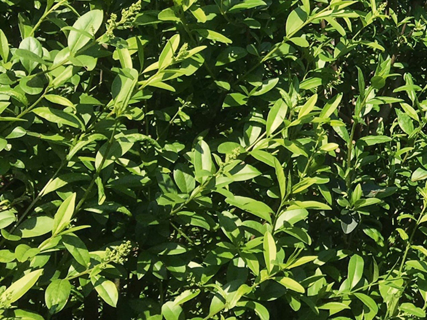 https://cdn.warentuin.nl/media/catalog/product/1/7/1726144561335222_2_quickhedge_kant_en_klaar_haag_ligustrum_vulgare_atrovirens_2_cb3c.jpg