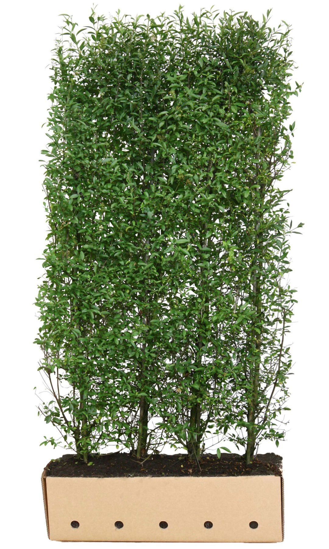 Ligustrum vulgare atrovirens 200 cm Quickhedge