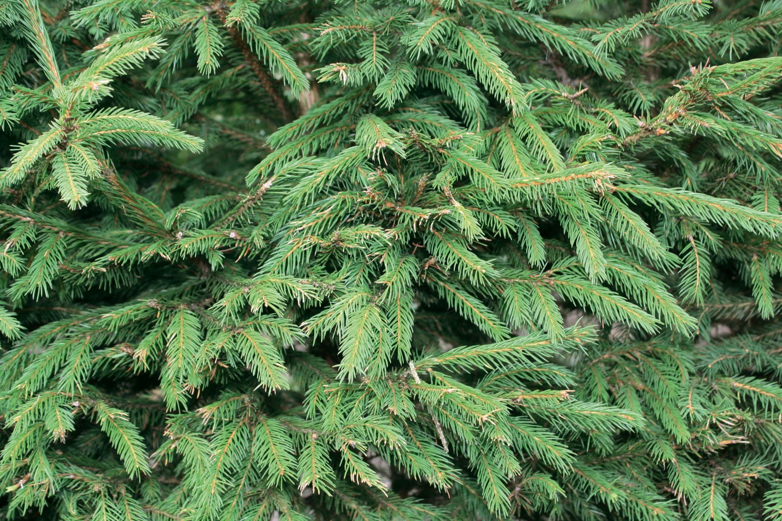https://cdn.warentuin.nl/media/catalog/product/1/7/1726144561335223_2_quickhedge_kant_en_klaar_haag_picea_abies_200_cm_quickhedge__206c.jpg