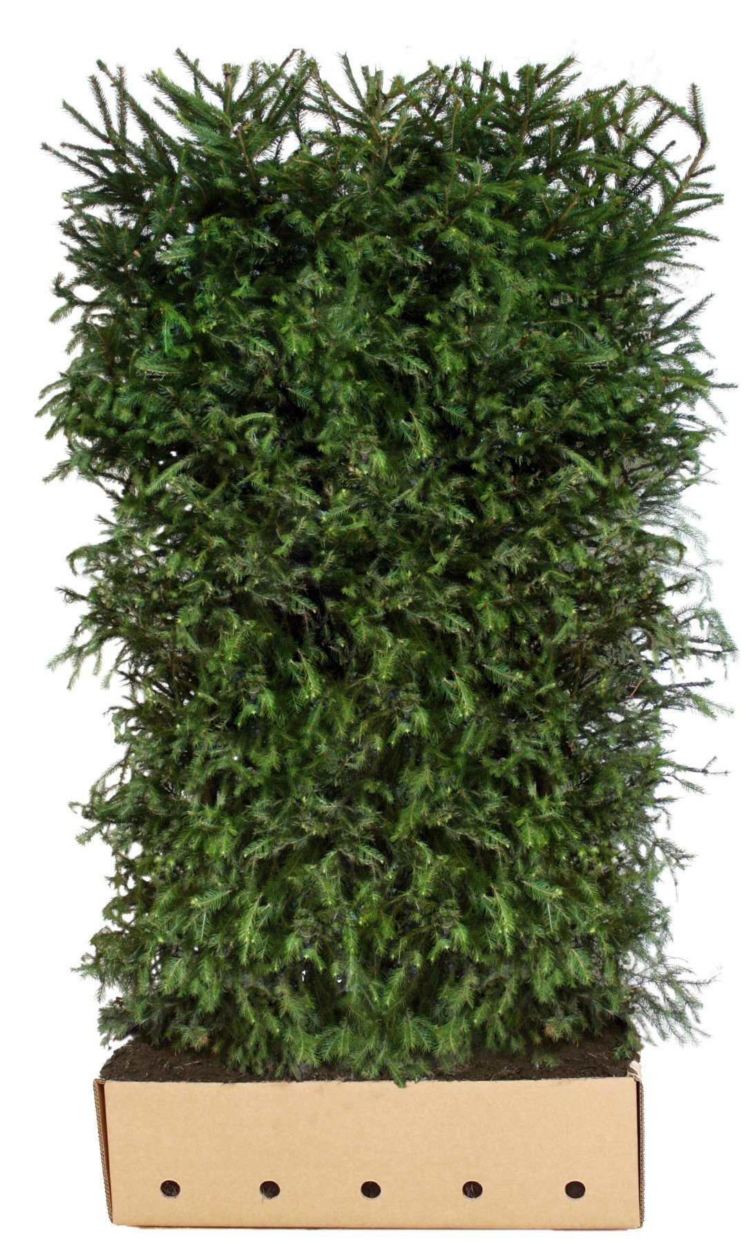 https://cdn.warentuin.nl/media/catalog/product/1/7/1726144561335223_quickhedge_kant_en_klaar_haag_picea_abies_200_cm_quickhedge_1_e4b2.jpg