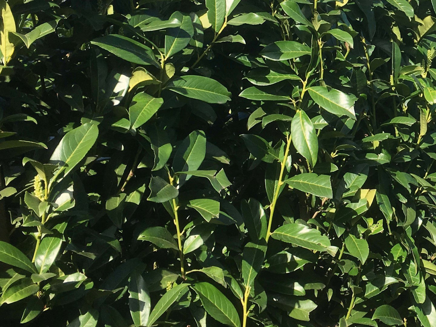 https://cdn.warentuin.nl/media/catalog/product/1/7/1726144561335224_2_quickhedge_kant_en_klaar_haag_prunus_laurocerasus_genolia_18_eb2d.jpg