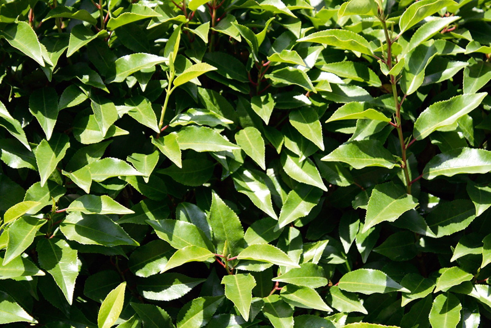 https://cdn.warentuin.nl/media/catalog/product/1/7/1726144561335226_2_quickhedge_kant_en_klaar_haag_prunus_lusitanica_angustifolia_bd04.jpg