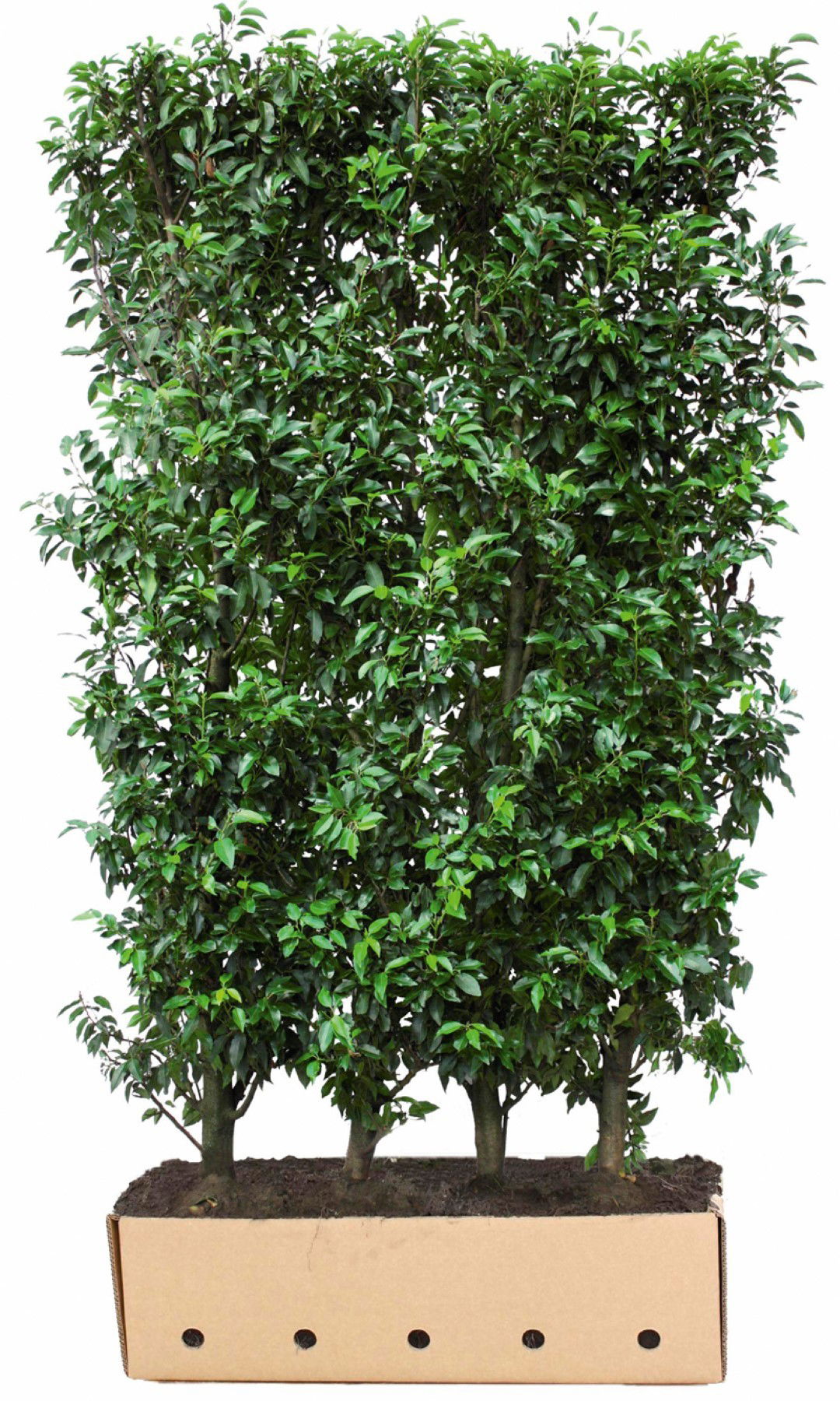 Prunus lusitanica Angustifolia 200 cm Quickhedge