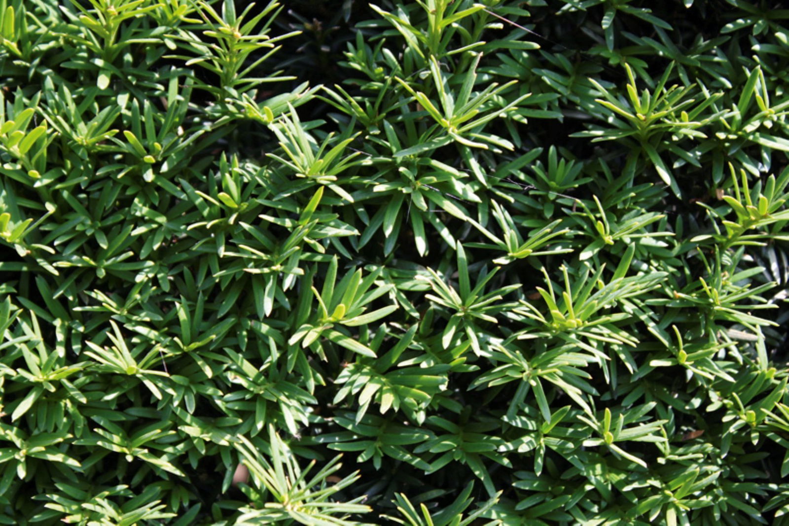 https://cdn.warentuin.nl/media/catalog/product/1/7/1726144561335227_2_quickhedge_kant_en_klaar_haag_taxus_baccata_80_120_150_180_2_ce33.jpg