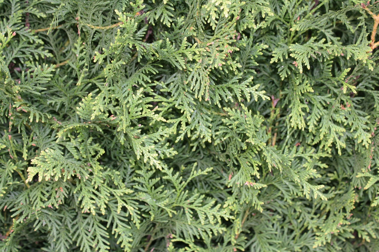 https://cdn.warentuin.nl/media/catalog/product/1/7/1726144561335228_2_quickhedge_kant_en_klaar_haag_thuja_occidentalis_brabant_200_6df1.jpg