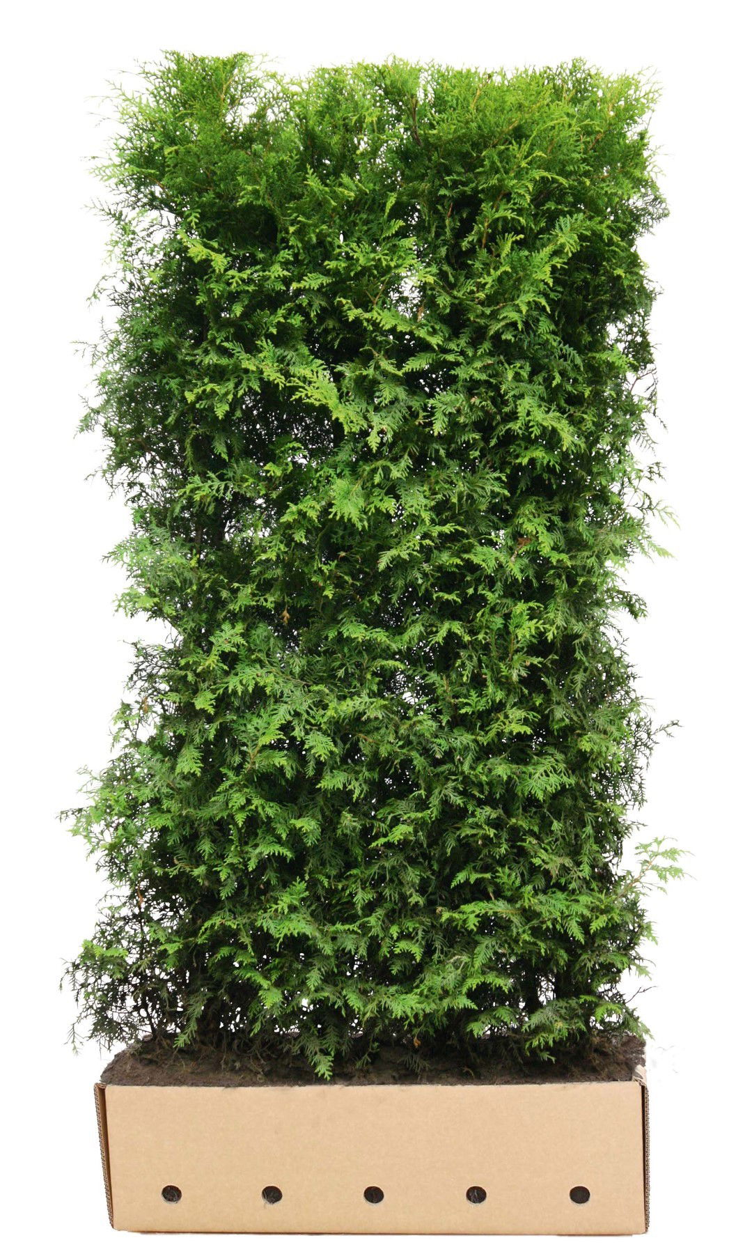 https://cdn.warentuin.nl/media/catalog/product/1/7/1726144561335228_quickhedge_kant_en_klaar_haag_thuja_occidentalis_brabant_200_c_023d.jpg