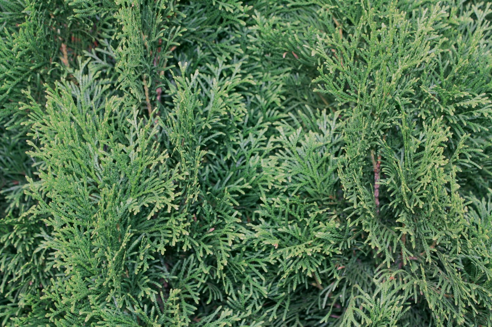 https://cdn.warentuin.nl/media/catalog/product/1/7/1726144561335229_2_quickhedge_kant_en_klaar_haag_thuja_occidentalis_smaragd_200_6122.jpg