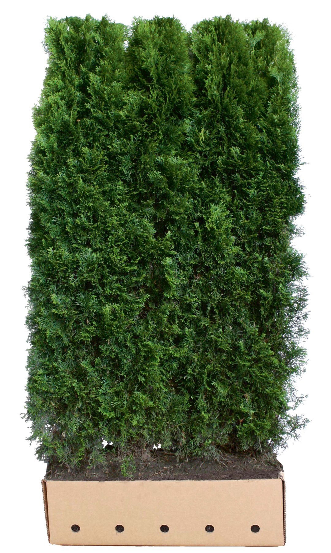 Thuja occidentalis smaragd 200 cm Quickhedge