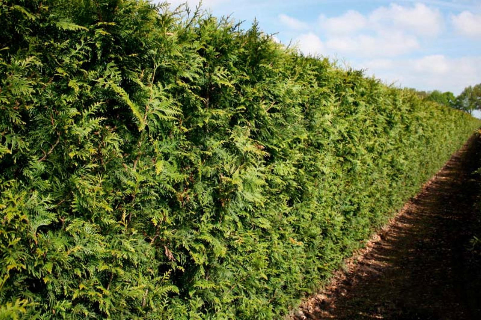 https://cdn.warentuin.nl/media/catalog/product/1/7/1726144561335230_3_quickhedge_kant_en_klaar_haag_thuja_plicata_excelsa_200_cm_q_7cec.jpg