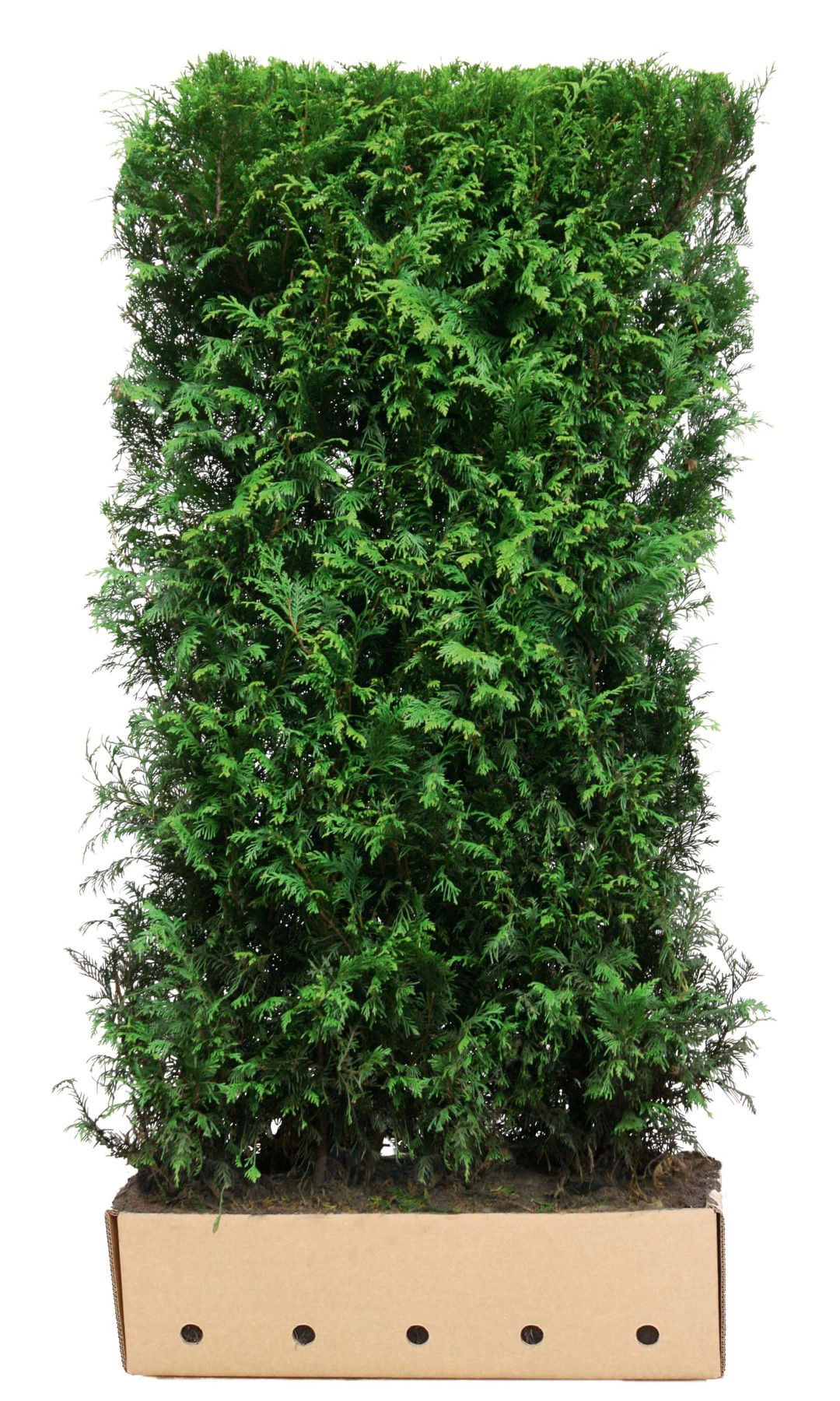 Kant klaar haag Thuja plicata Martin 200 x 100 cm breed Quickhedge