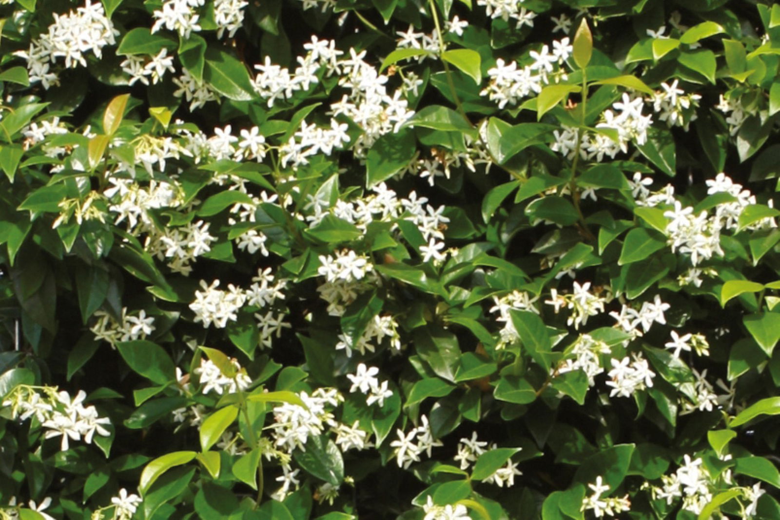 https://cdn.warentuin.nl/media/catalog/product/1/7/1726144561335231_2_quickhedge_kant_en_klaar_haag_trachelospermum_jasminoides_18_214d.jpg