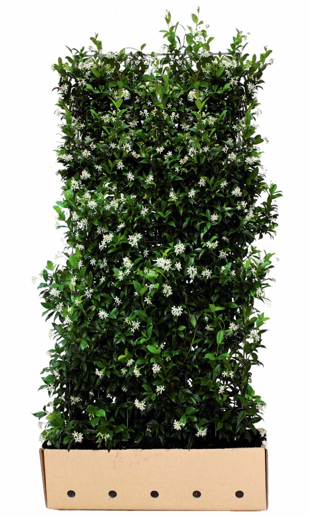 https://cdn.warentuin.nl/media/catalog/product/1/7/1726144561335231_quickhedge_kant_en_klaar_haag_trachelospermum_jasminoides_180__235e.jpg