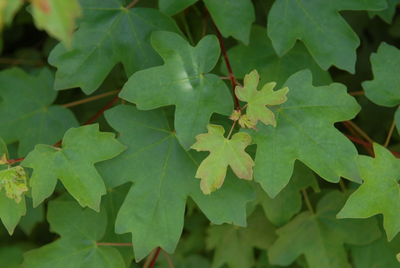 https://cdn.warentuin.nl/media/catalog/product/1/7/1726144561335232_2_quickhedge_kant_en_klaar_haag_acer_campestre_200_cm_quickhed_a9c2.jpg