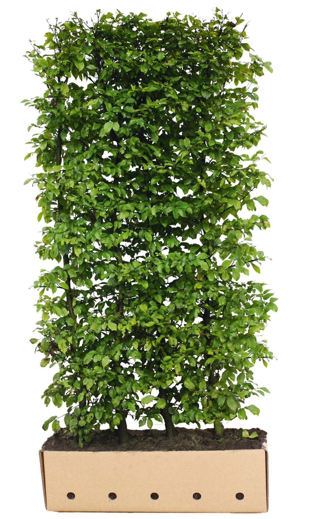 Carpinus betulus 80 cm. Quickhedge