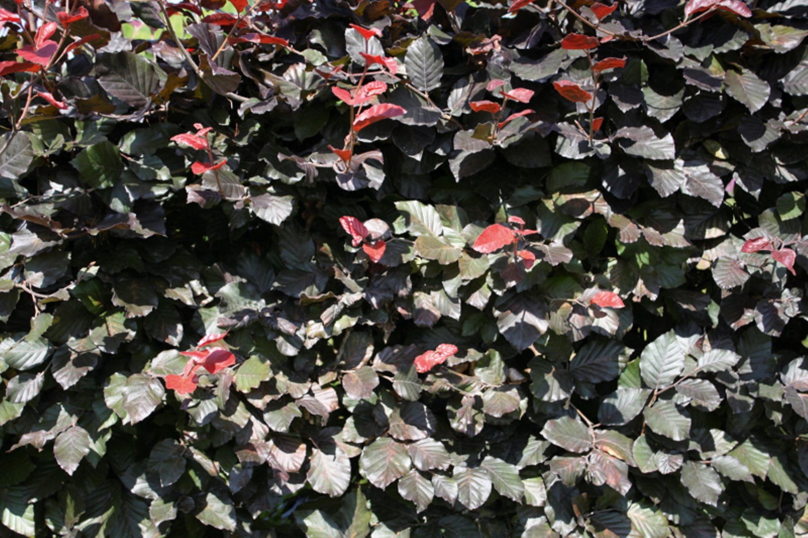 https://cdn.warentuin.nl/media/catalog/product/1/7/1726144561335236_2_quickhedge_kant_en_klaar_haag_fagus_sylvatica_atropunicea_20_a653.jpg