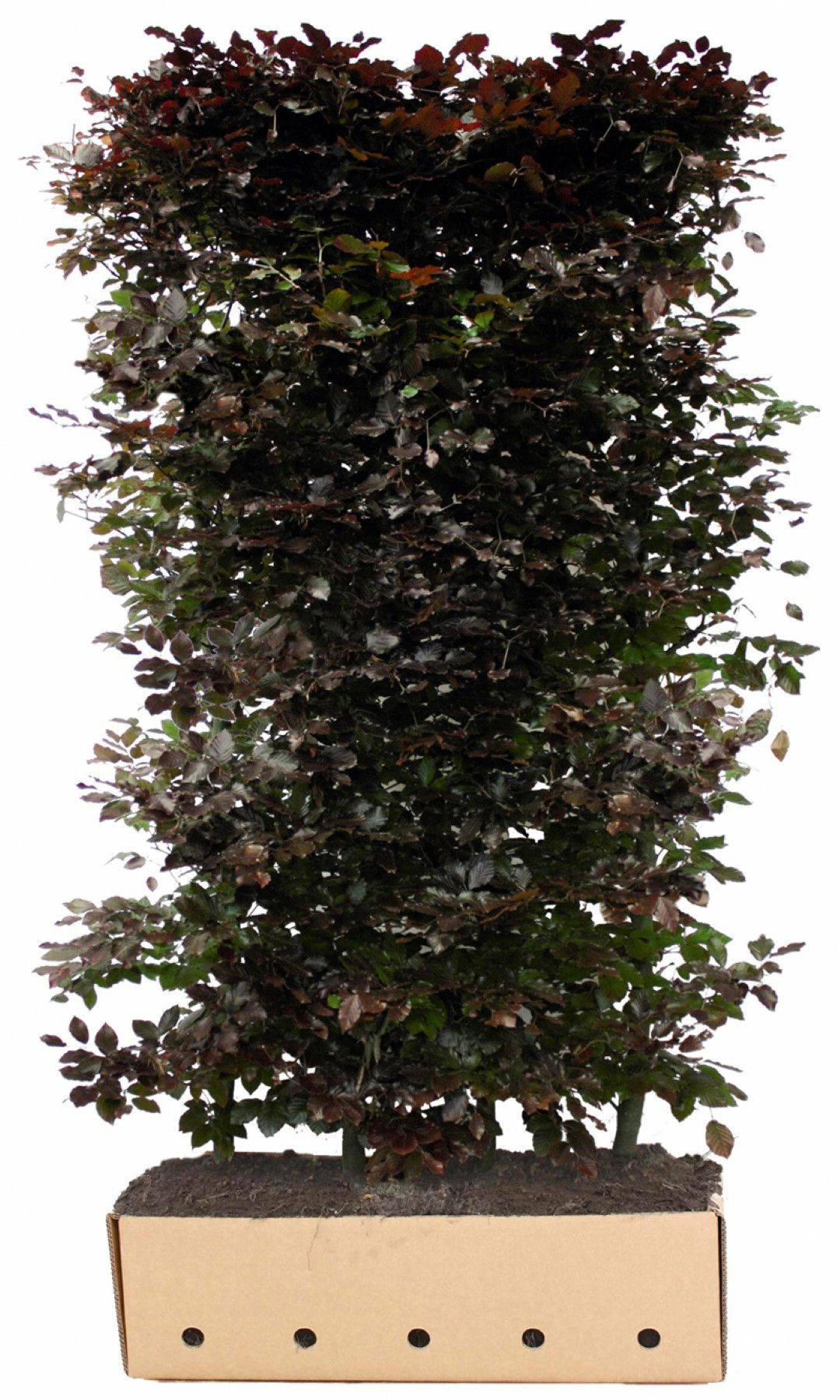 Fagus sylvatica atropunicea 200 cm Quickhedge