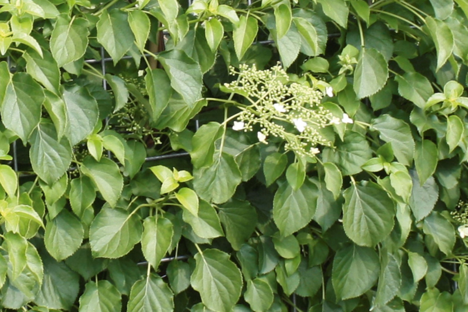 https://cdn.warentuin.nl/media/catalog/product/1/7/1726144561335237_2_quickhedge_kant_en_klaar_haag_hydrangea_anomala_petiolaris_1_0f86.jpg