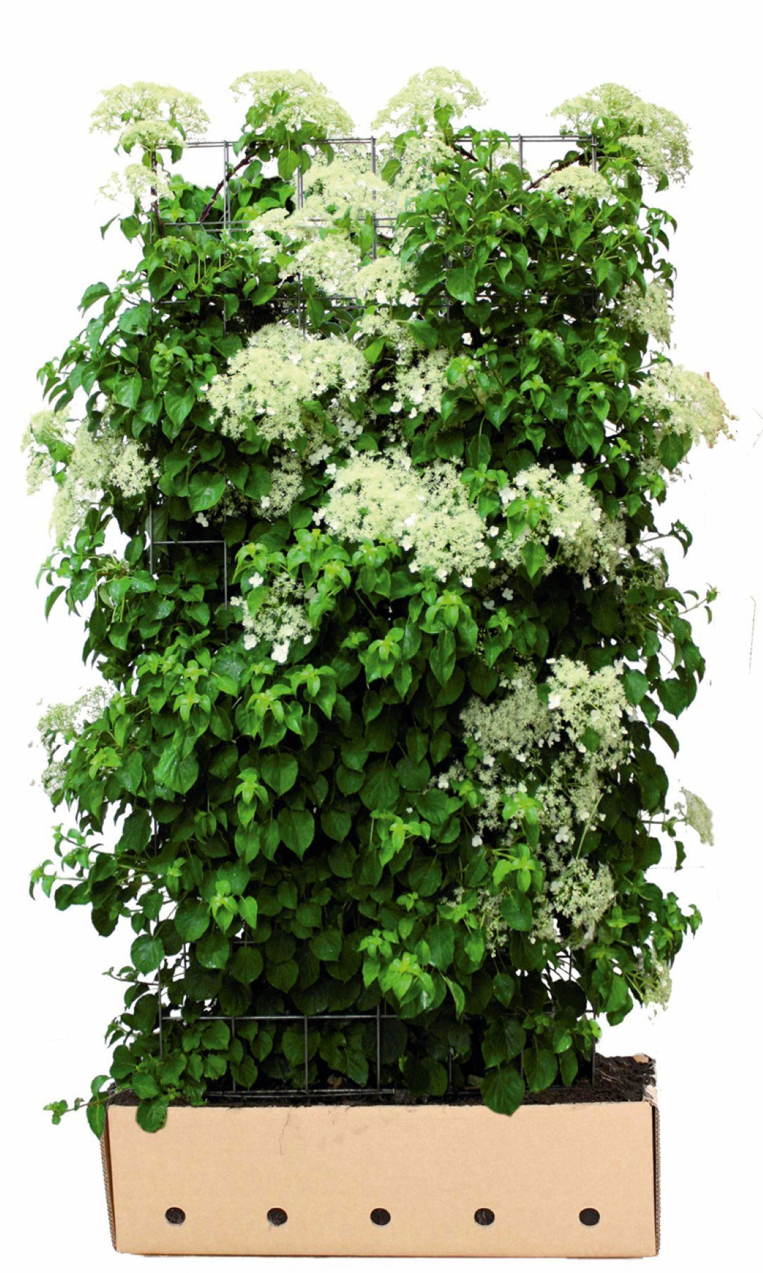https://cdn.warentuin.nl/media/catalog/product/1/7/1726144561335237_quickhedge_kant_en_klaar_haag_hydrangea_anomala_petiolaris_180_0c4d.jpg