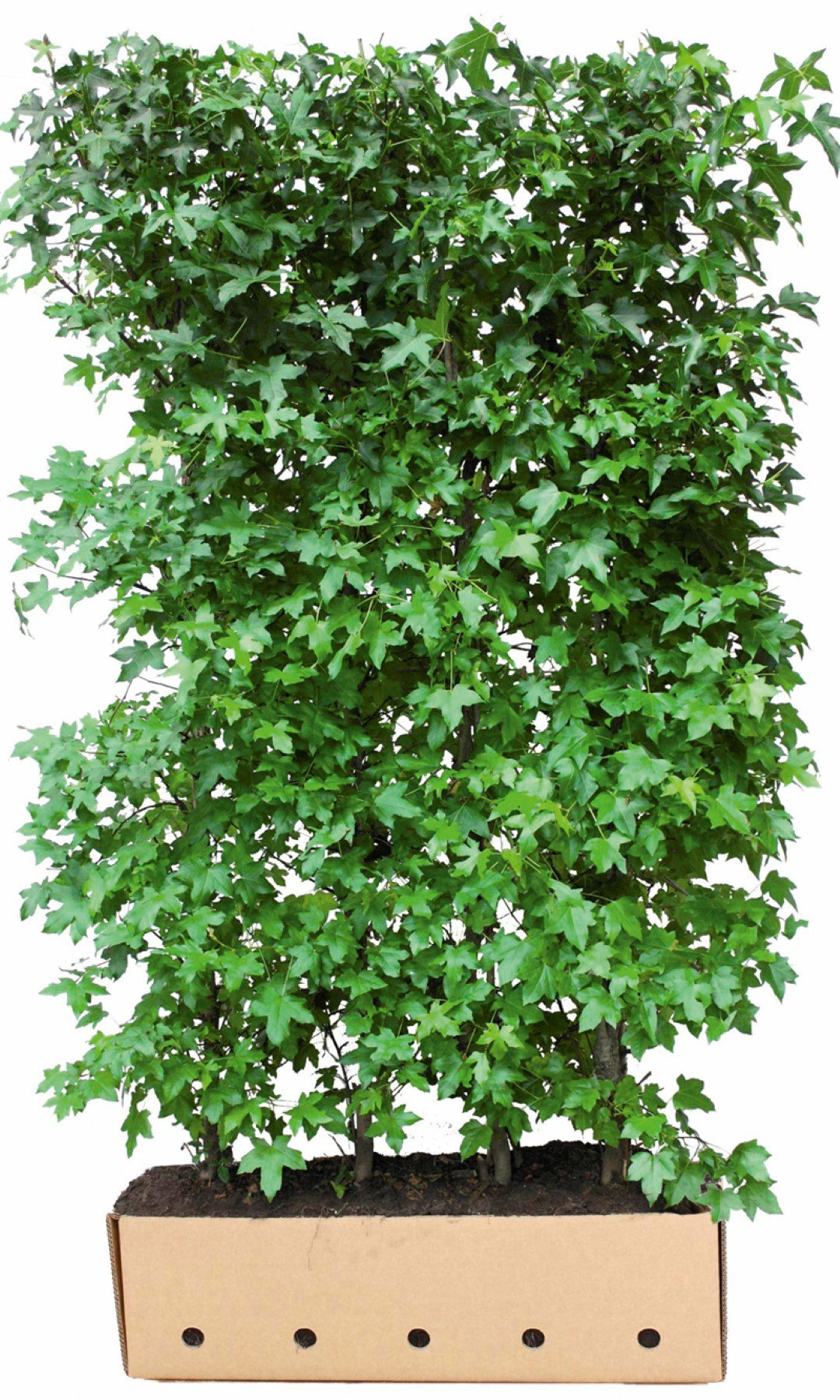 https://cdn.warentuin.nl/media/catalog/product/1/7/1726144561335239_quickhedge_kant_en_klaar_haag_liquidamber_styraciflua_200_cm_q_ae77.jpg