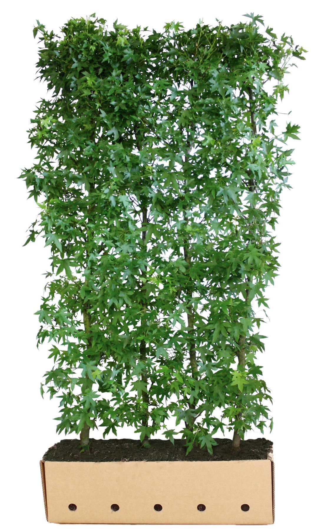 https://cdn.warentuin.nl/media/catalog/product/1/7/1726144561335240_quickhedge_kant_en_klaar_haag_liquidambar_styraciflua_worplesd_189d.jpg
