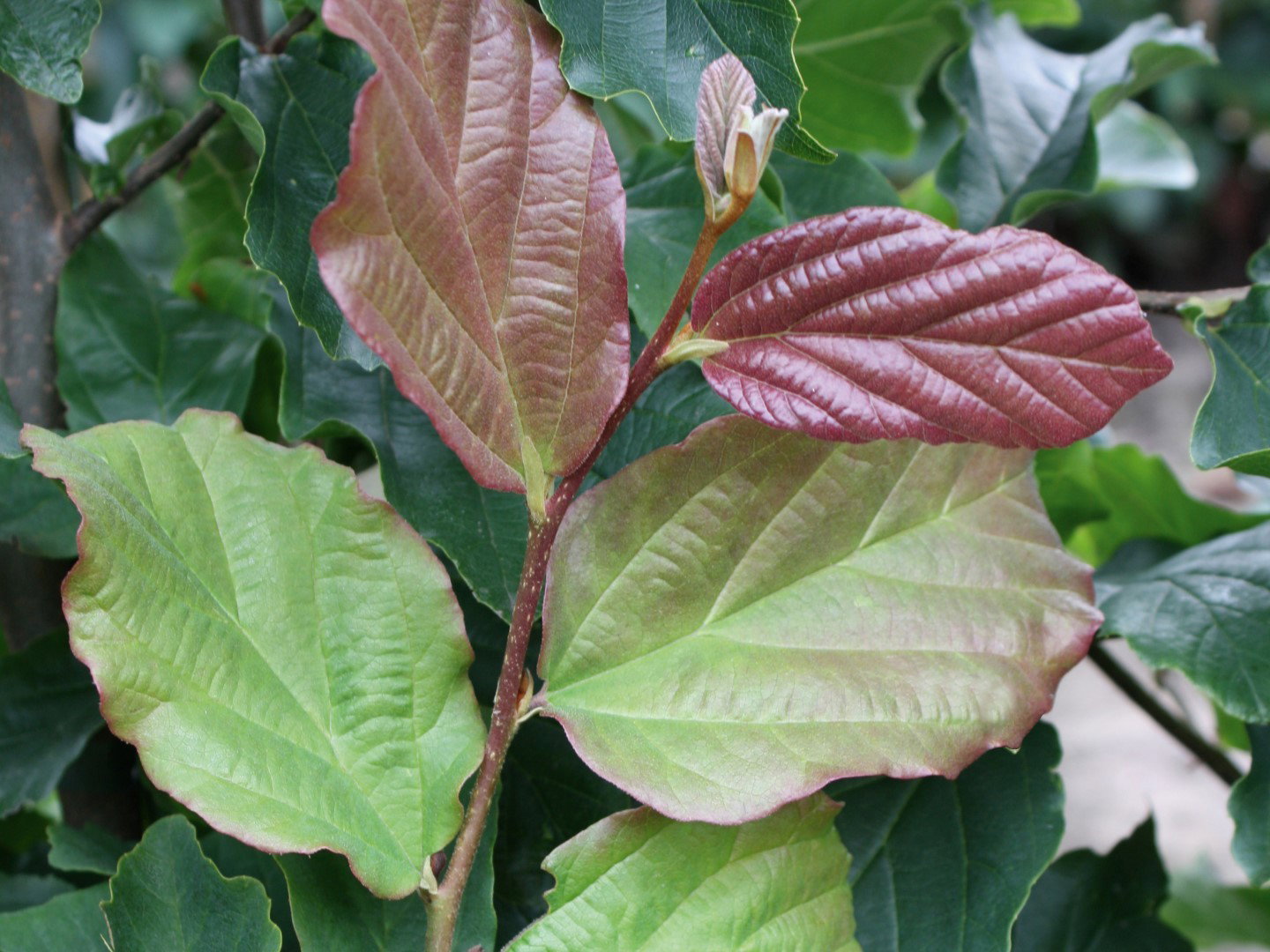 https://cdn.warentuin.nl/media/catalog/product/1/7/1726144561335242_2_quickhedge_kant_en_klaar_haag_parrotia_persica_vanessa_200_c_7a53.jpg