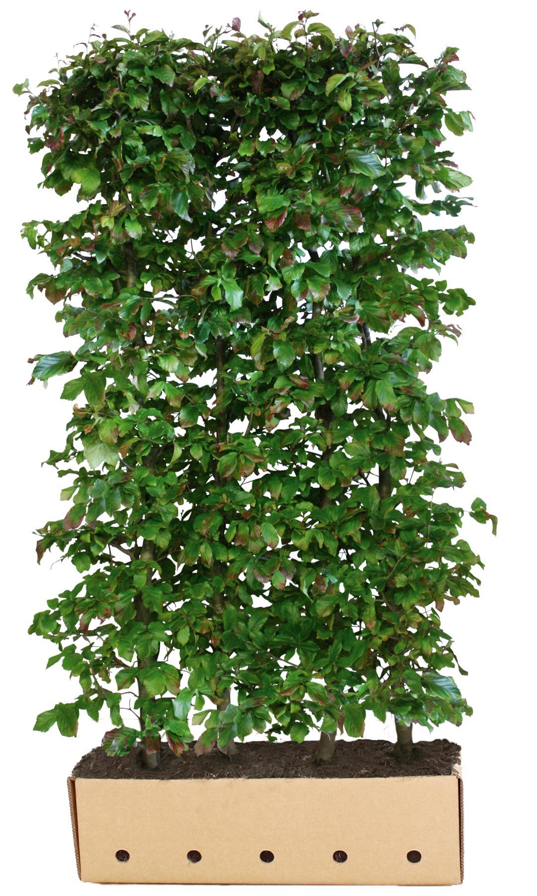 https://cdn.warentuin.nl/media/catalog/product/1/7/1726144561335242_quickhedge_kant_en_klaar_haag_parrotia_persica_vanessa_200_cm__98cf.jpg