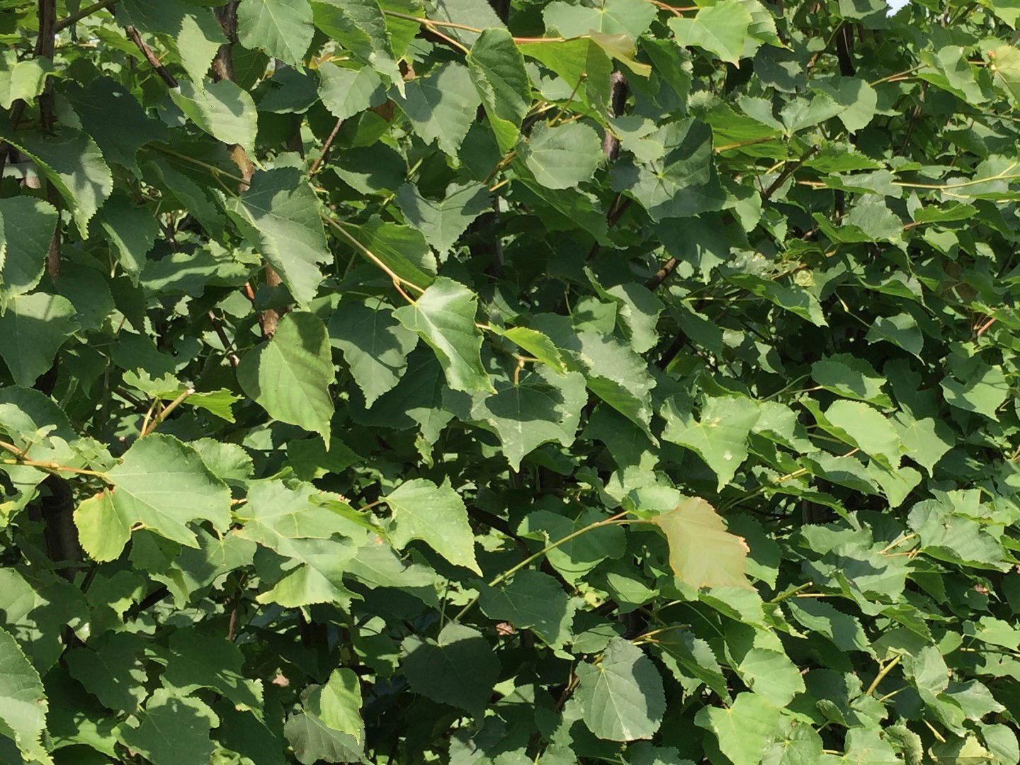 https://cdn.warentuin.nl/media/catalog/product/1/7/1726144561335243_2_quickhedge_kant_en_klaar_haag_tilia_cordata_200_cm_quickhedg_8c7f.jpg