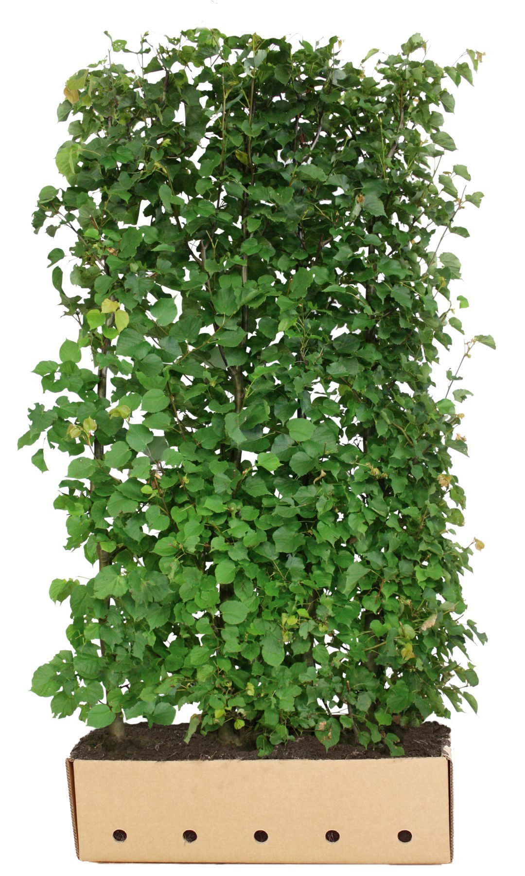 https://cdn.warentuin.nl/media/catalog/product/1/7/1726144561335243_quickhedge_kant_en_klaar_haag_tilia_cordata_200_cm_quickhedge_7d0e.jpg