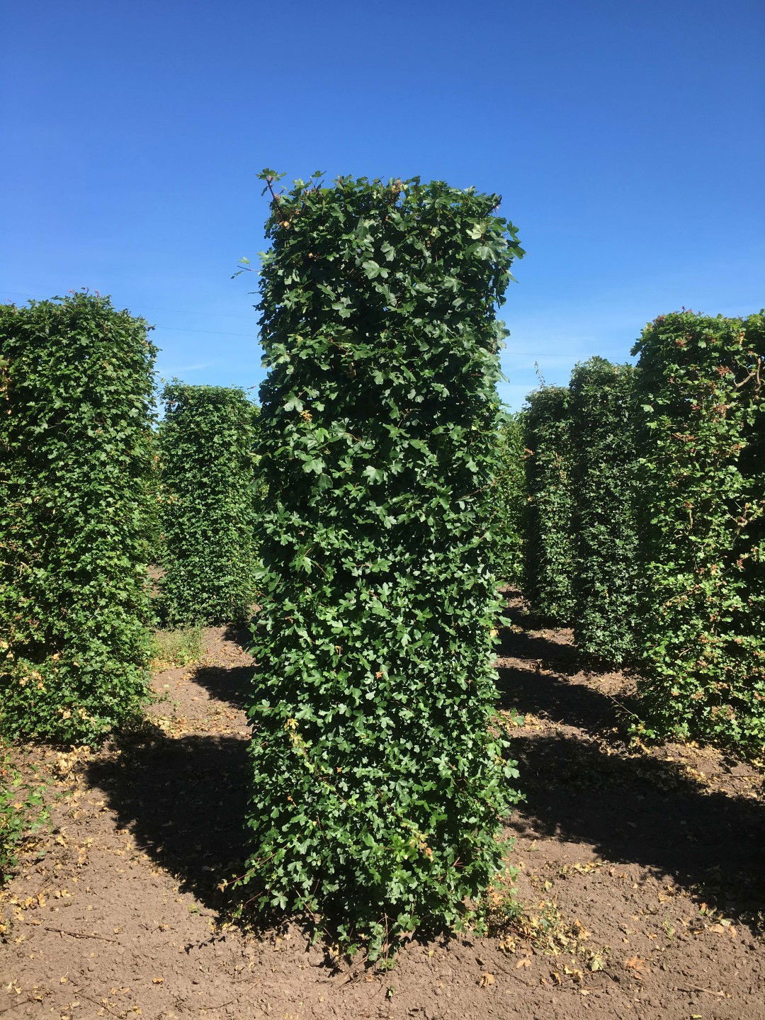 https://cdn.warentuin.nl/media/catalog/product/1/7/1726144561335244_quickhedge_kant_en_klaar_haag_acer_campestre_250_cm_quickhedge_31bb.jpg