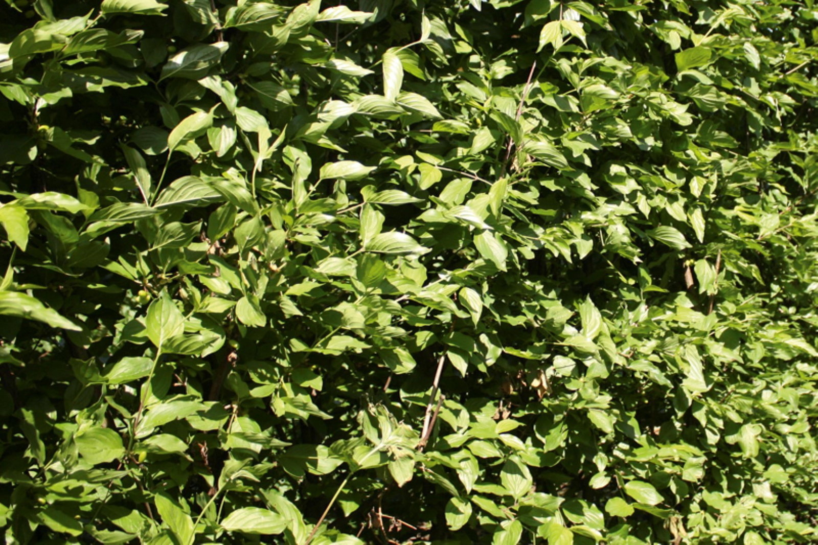 https://cdn.warentuin.nl/media/catalog/product/1/7/1726144561335246_2_quickhedge_kant_en_klaar_haag_cornus_mas_250_cm_quickhedge_5ce6.jpg