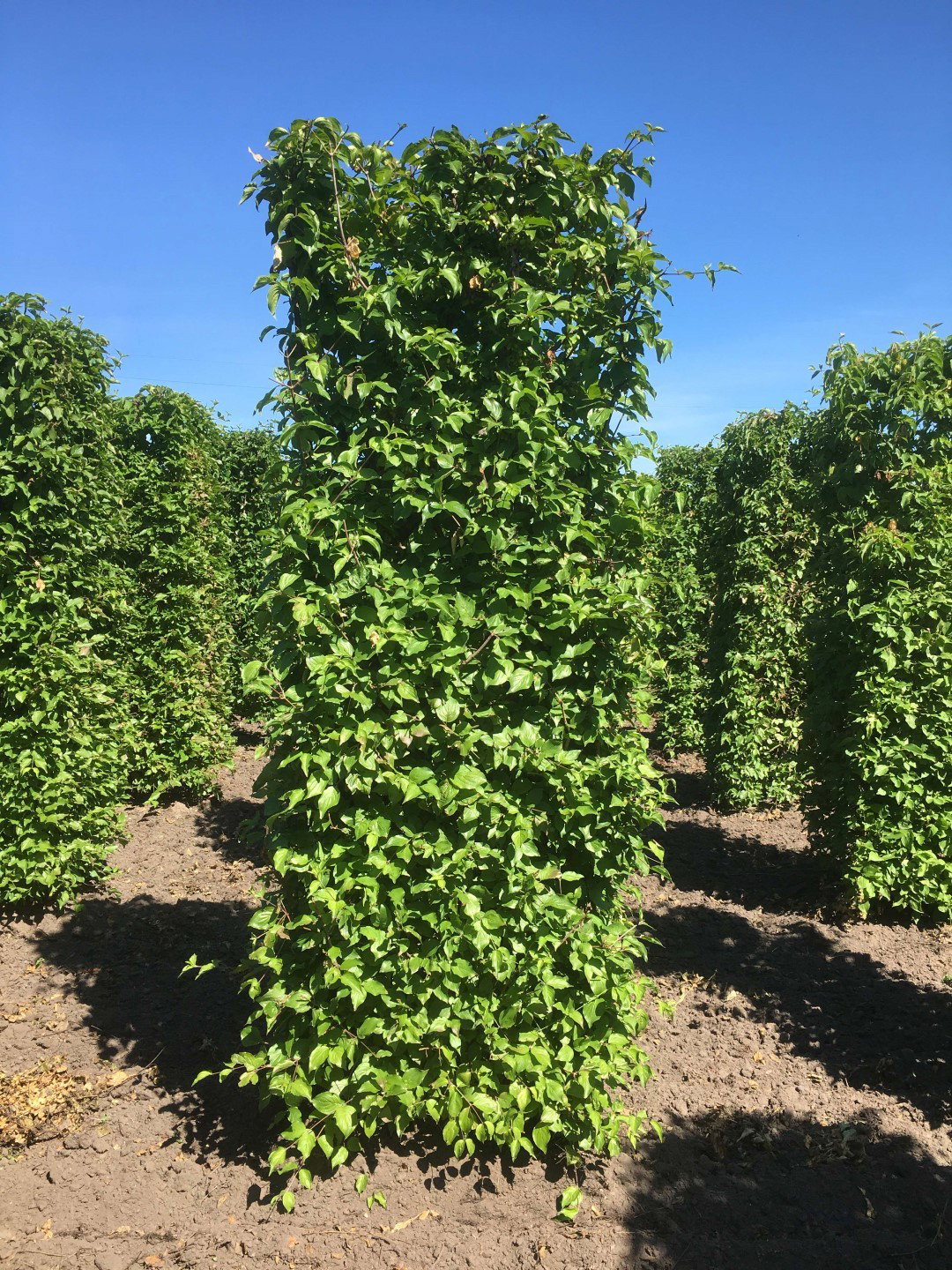 https://cdn.warentuin.nl/media/catalog/product/1/7/1726144561335246_quickhedge_kant_en_klaar_haag_cornus_mas_250_cm_quickhedge_8717.jpg