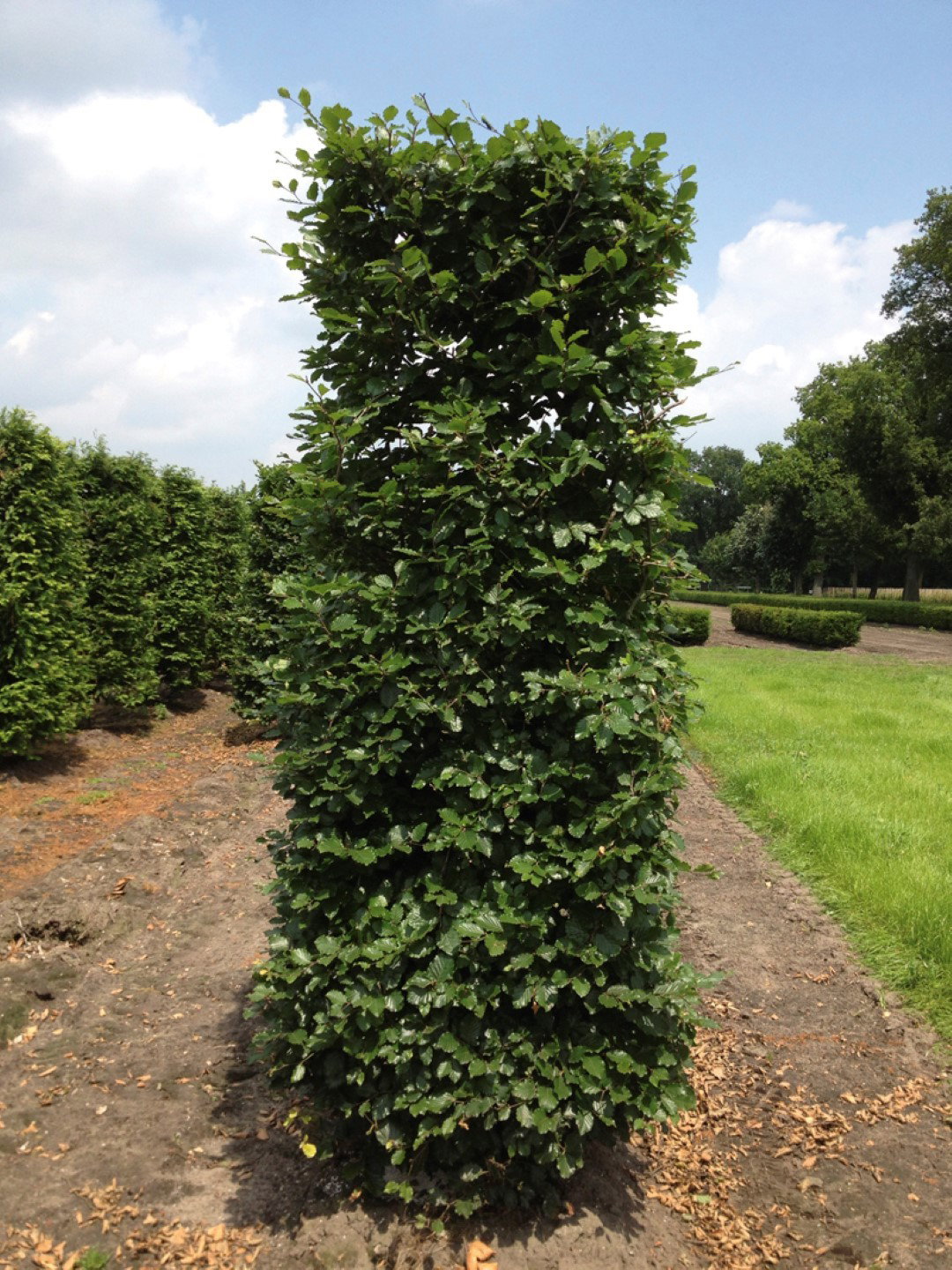 https://cdn.warentuin.nl/media/catalog/product/1/7/1726144561335247_quickhedge_kant_en_klaar_haag_fagus_sylvatica_250_cm_quickhedg_8f5e.jpg