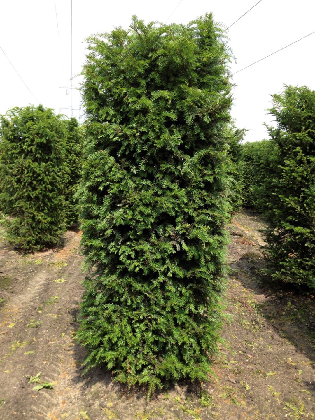 https://cdn.warentuin.nl/media/catalog/product/1/7/1726144561335254_quickhedge_kant_en_klaar_haag_taxus_baccata_250_cm_quickhedge_08c6.jpg