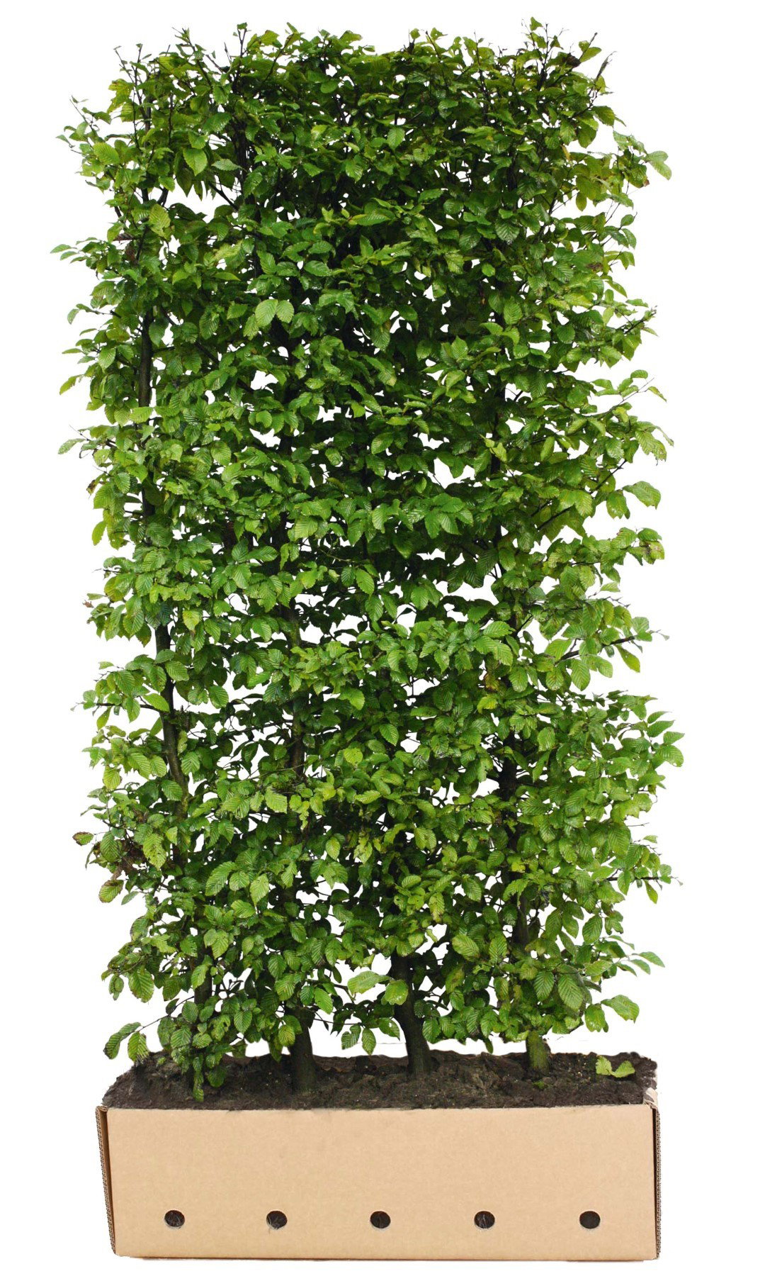 https://cdn.warentuin.nl/media/catalog/product/1/7/1726144561335324_quickhedge_kant_en_klaar_haag_carpinus_betulus_80_120_150_200__9141.jpeg