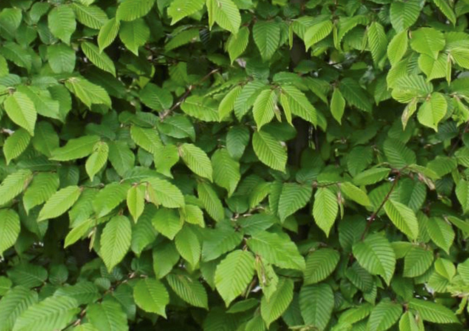 https://cdn.warentuin.nl/media/catalog/product/1/7/1726144561335325_2_quickhedge_kant_en_klaar_haag_carpinus_betulus_80_120_150_20_bb16.jpeg